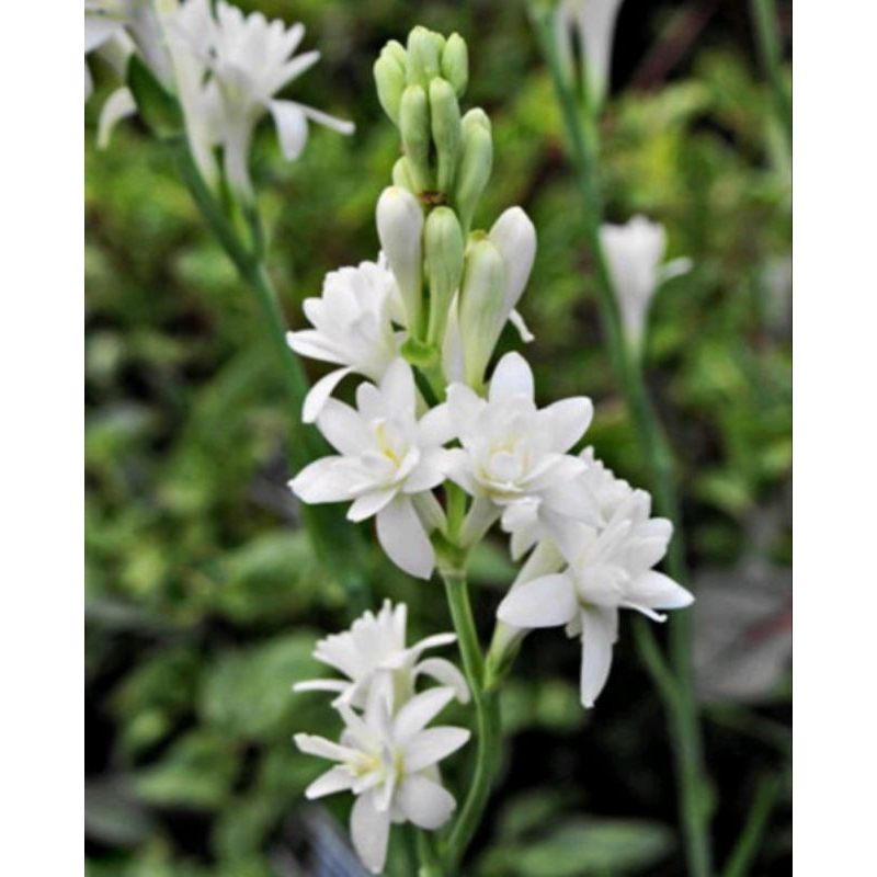 BUNGA SEDEP MALEM SUPER WANGI / BIBIT BUNGA SEDAP MALAM