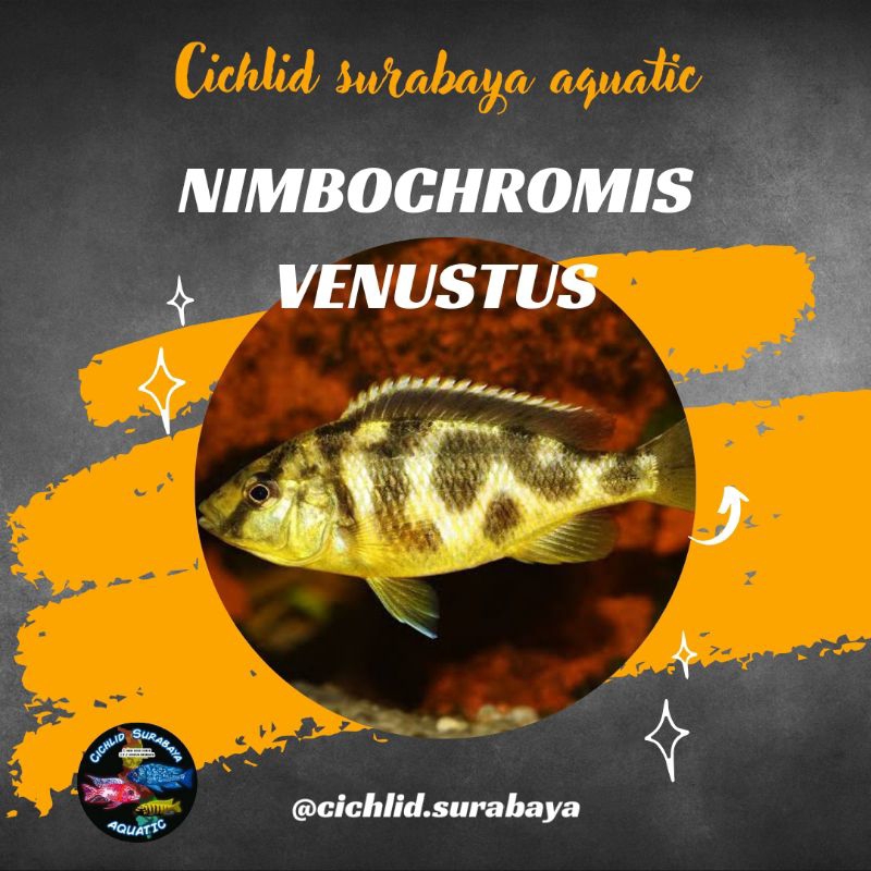 Nimbochromis venustus cichlid