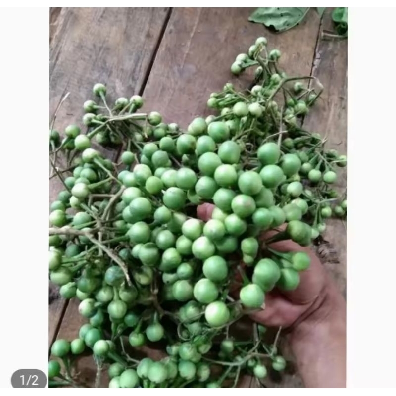 

tekokak segar fres 300gram