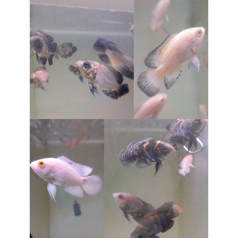 Oscar black tiger , tiger albino, paris albino dan tembaga