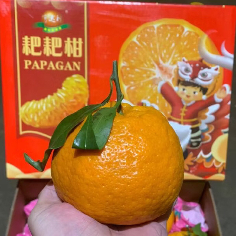 

Jeruk Dekopon Papagan