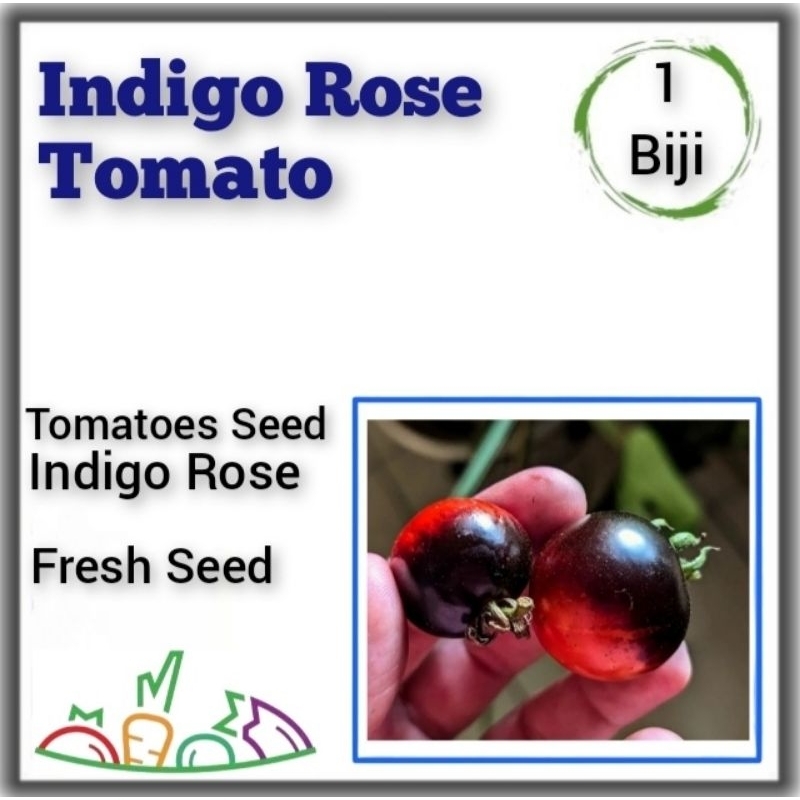 Bibit Tomat Indigo Rose Benih Tanaman Tomat Hitam