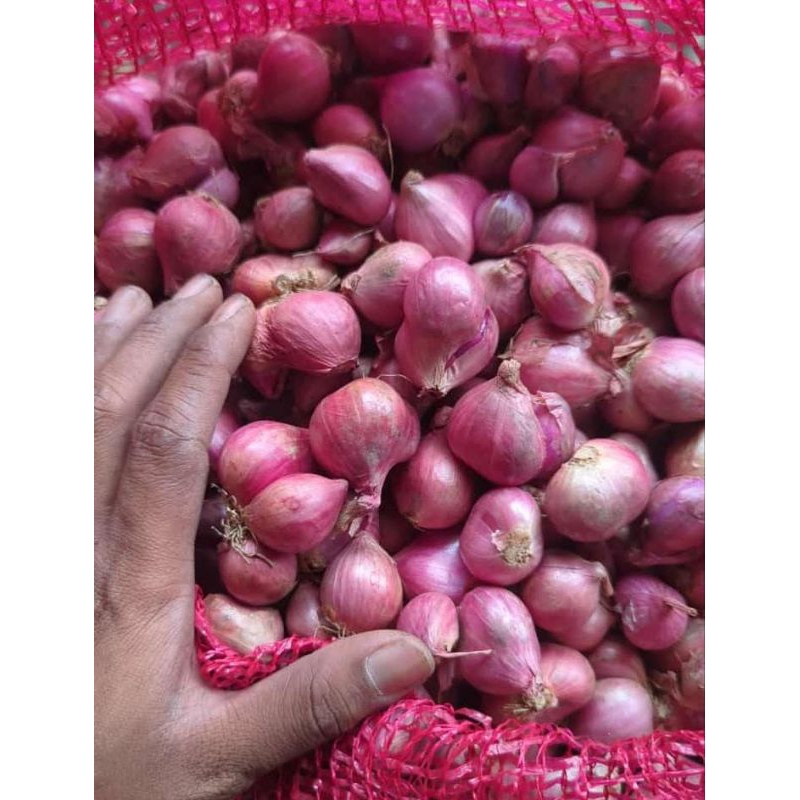 

Brambang Probolinggo / Bawang Merah 1kg