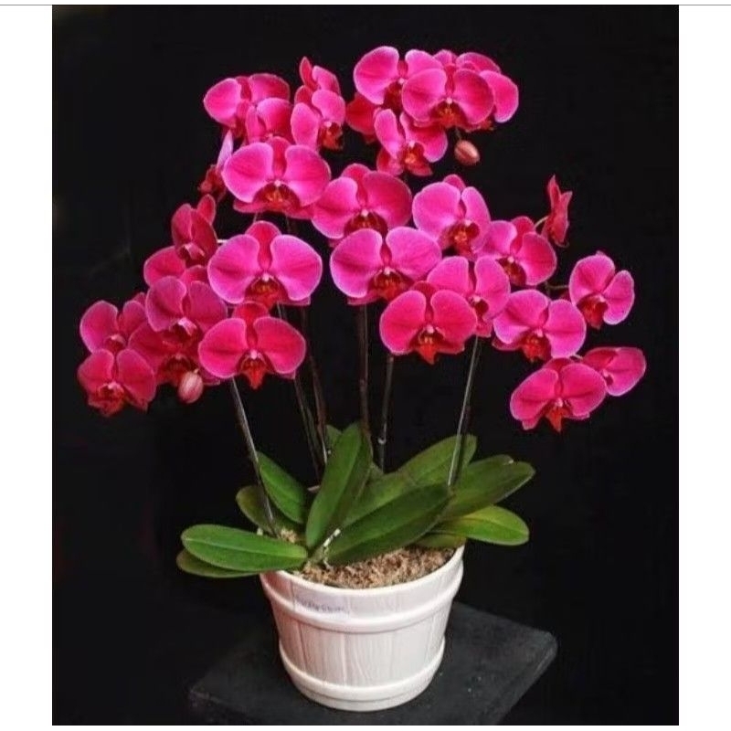 anggrek bulan dewasa/ Bunga Anggrek Bulan Dewasa