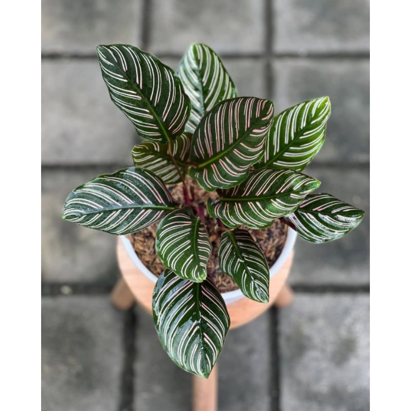 Calathea Ornata Batik
