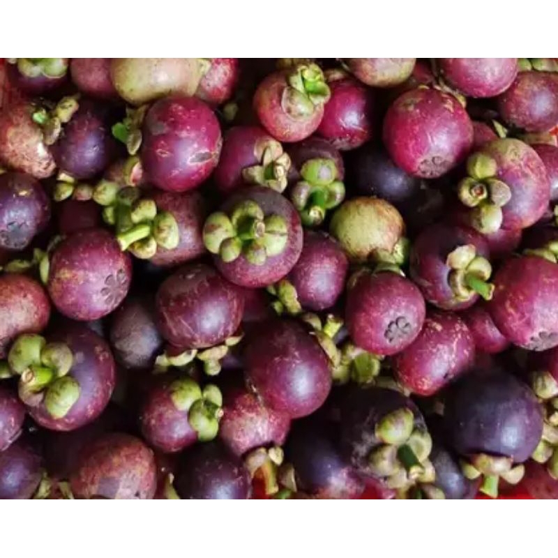 

manggis per 1kg