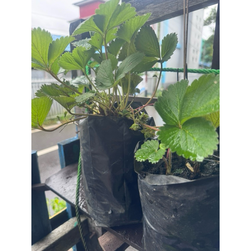 

indukan strawberry banjarmasin Siap berbuah dan ada yg sdh berbuah