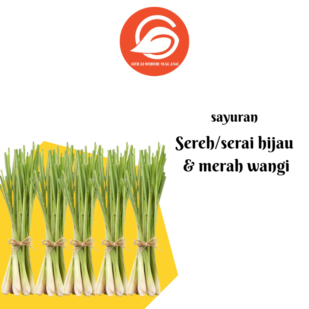 

GERAI SUBUR MALANG - Serai/sereh Merah & Hijau super wangi | bibitan berakar