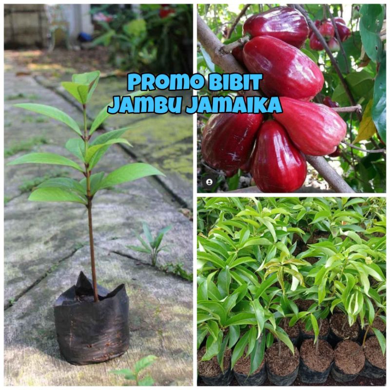 PROMO BIBIT JAMBU JAMAIKA SIAP BERBUAH