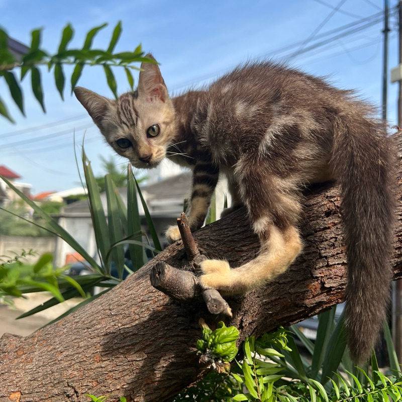 Lepas Adopt Kucing Bengal Snow Marbel