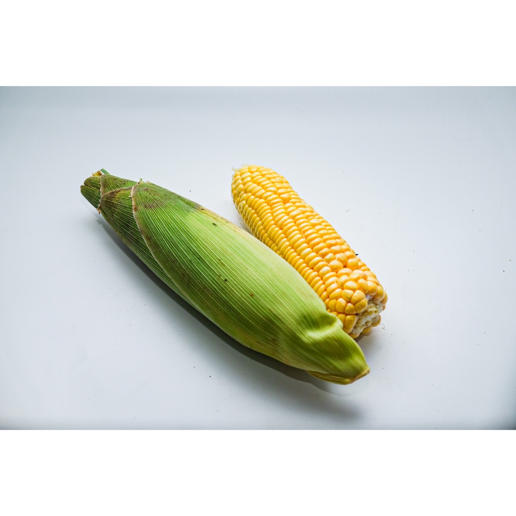 

Jagung manis / sweet corn