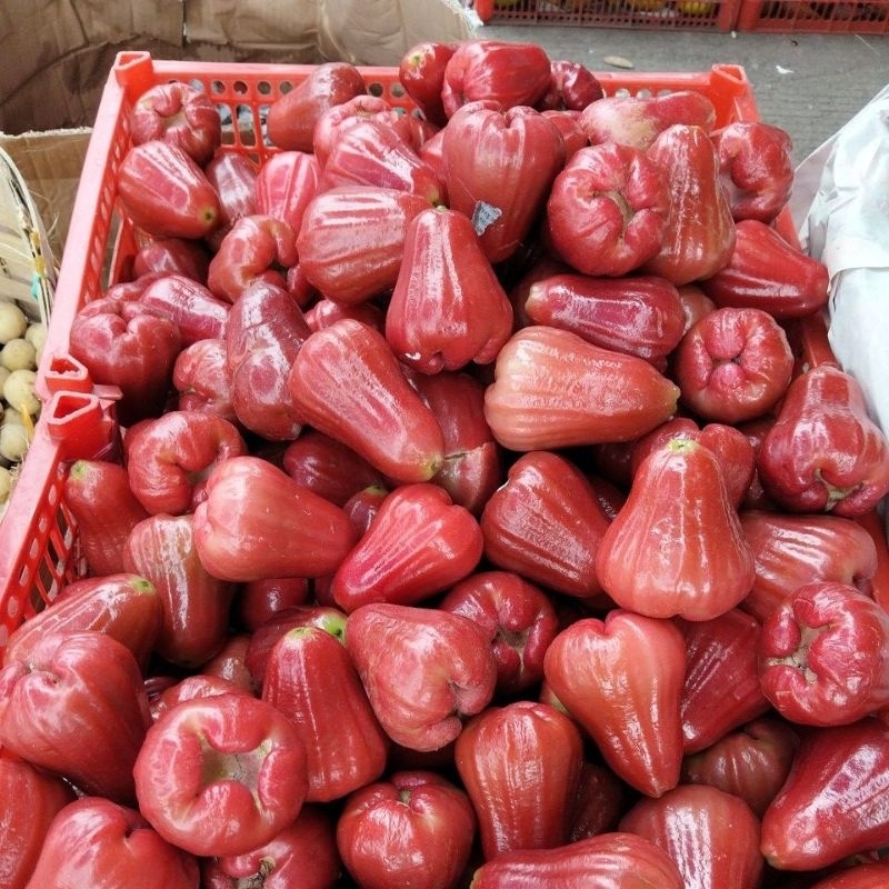 

Jambu merah madu