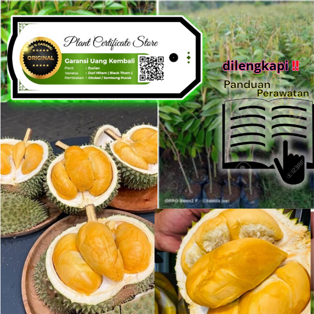 Bibit Durian MusangKing Be-SERTIFIKAT ( GARANSI ) Termurah |  1 Meter-1.2 Meter ASLI Super Unggul