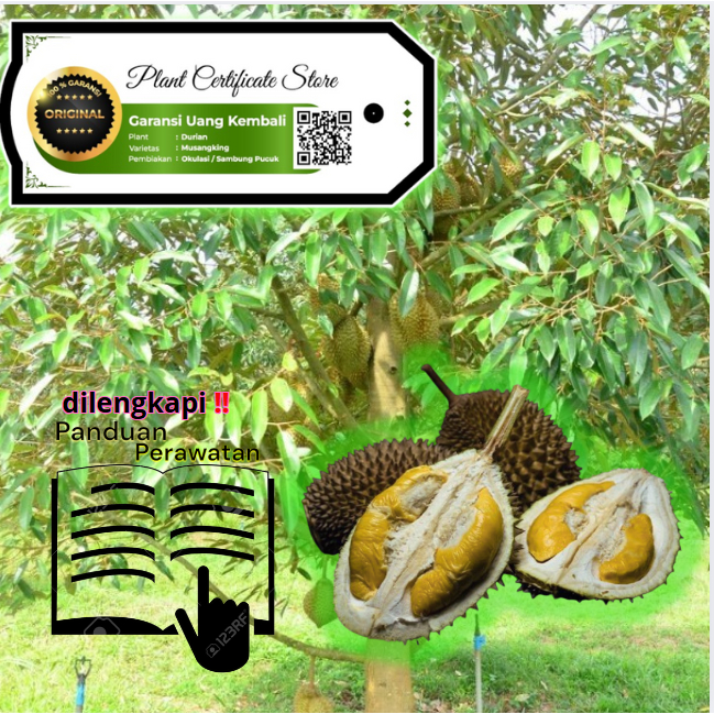 Bibit Pohon Durian MusangKing SERTIFIKAT GARANSI Tinggi 1 Meter - 1,2 Meter, UNGGULAN Dijamin