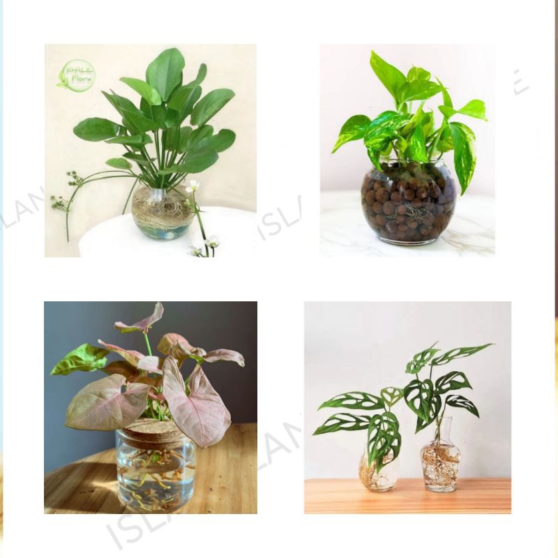 ( TERMURAH ) Paket Tanaman Hias Hidup - Tanaman Hias Media Air