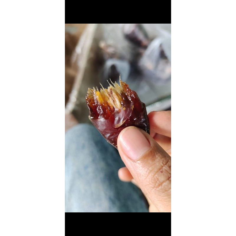 

KURMA AL-QASIM
