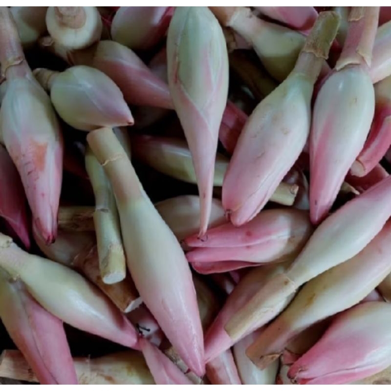 

Kecombrang/bunga asam patikala fresh