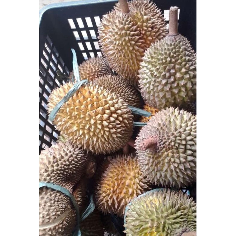 

DURIAN PULAU JAWA
