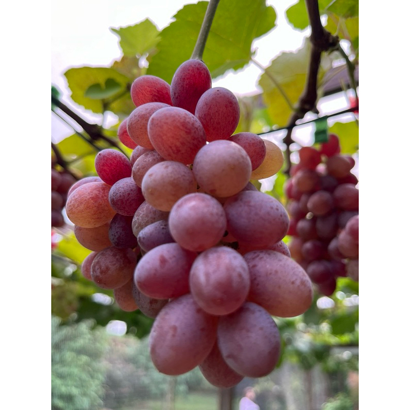 BIBIT ANGGUR JUPITER by TAMAN ANGGUR PONJAY TINGGI 70-100cm