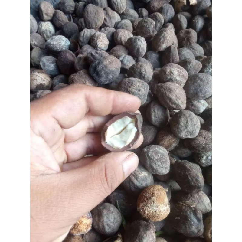 

kemiri/muncang sayur gelotokan belum di kupas 250gr