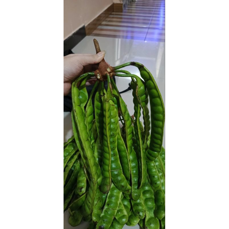 

PETAI ORIGINAL FRESH BARU PETIK DARI TASIK