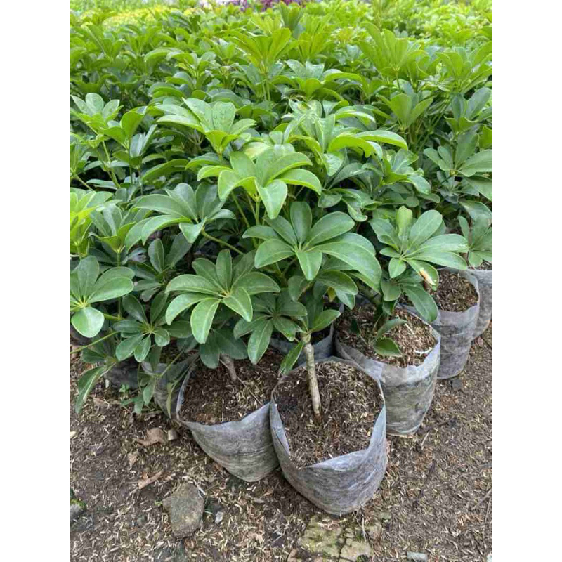 Tanaman hias walisongo-tanaman hias walisongo hijau