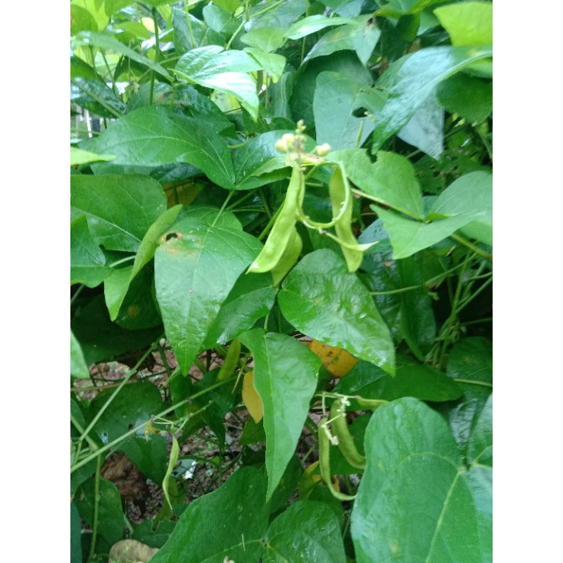 

sayur kacang roay