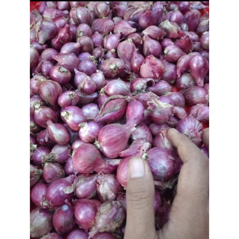 

Bawang Merah Probolinggo 1kg UK Tanggung Rasa Khas daerah