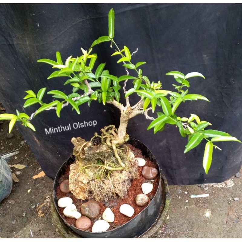 Bonsai anting putri batang putih on the rock sesuai foto