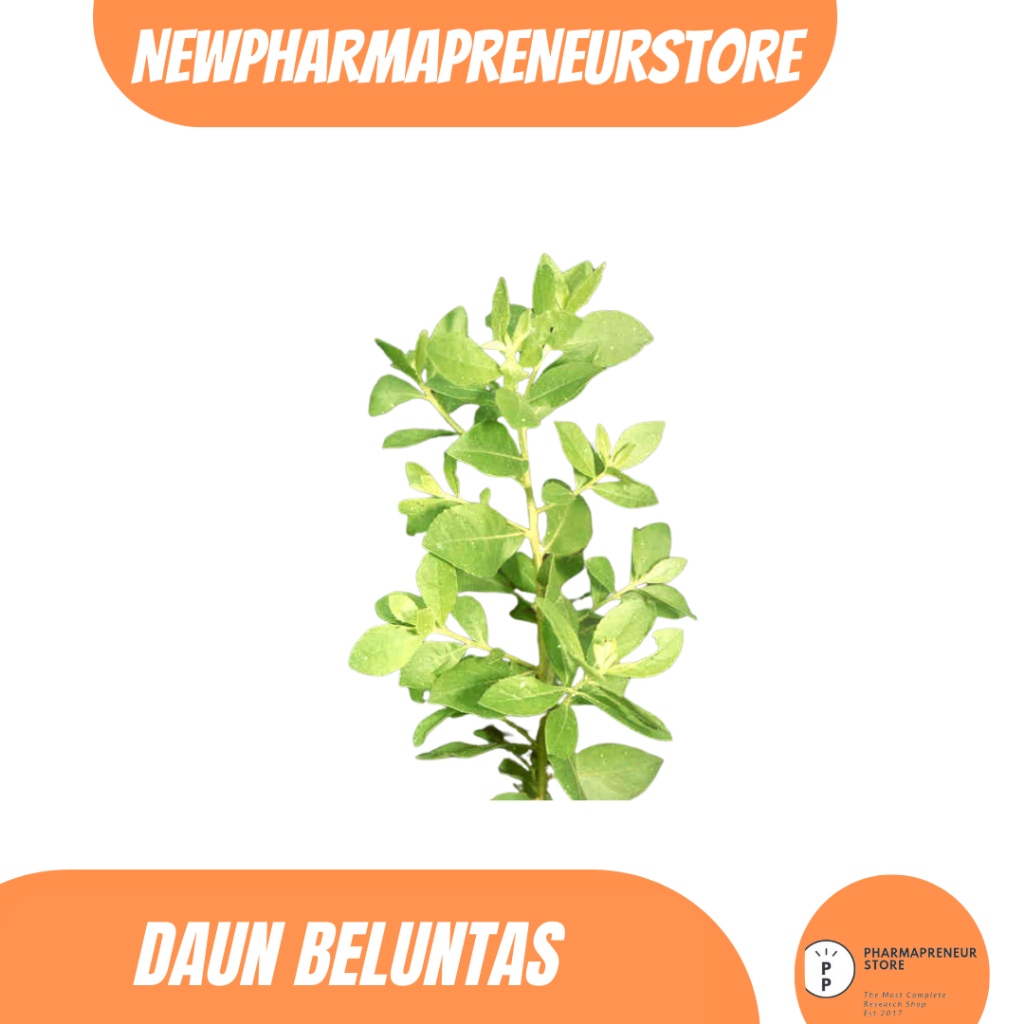 

EKSTRAK DAUN BELUNTAS BEST QUALITY