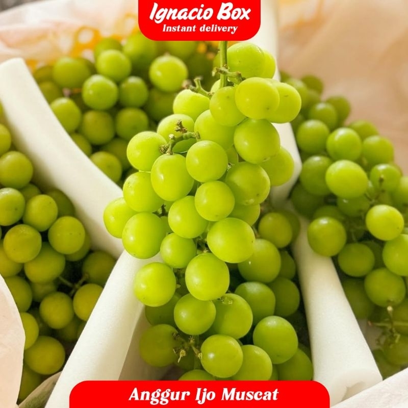 

Anggur Hijau Muscat 500gr Fresh Import IgnacioBox