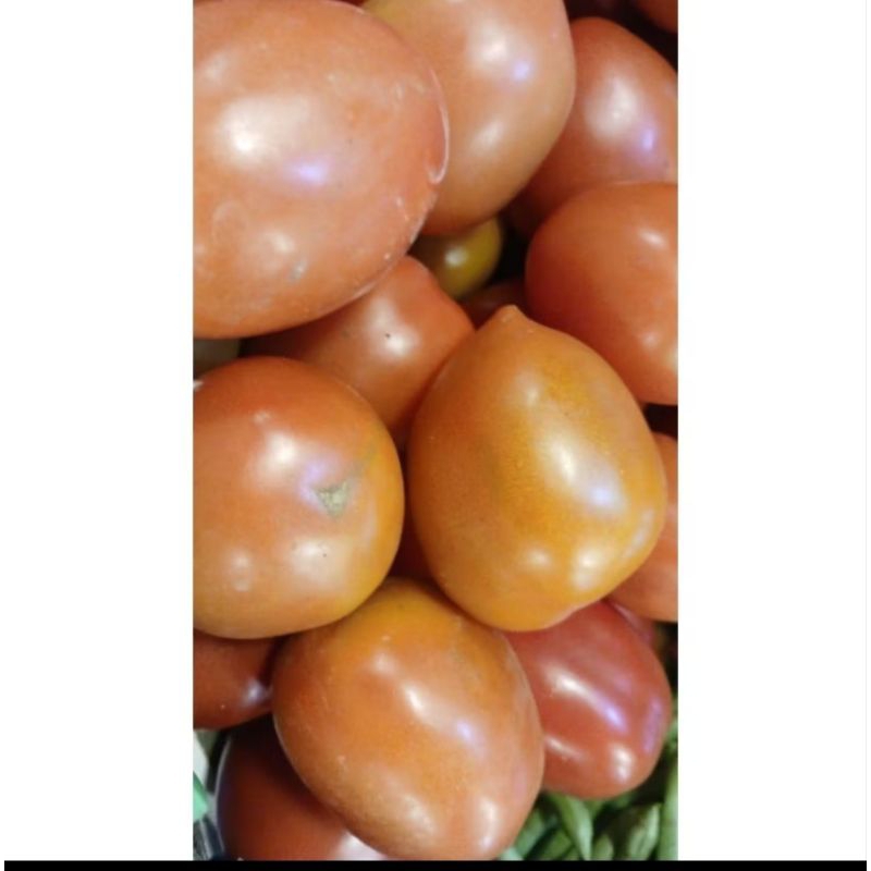 

tomat merah 2 KG PROMO HARI INI