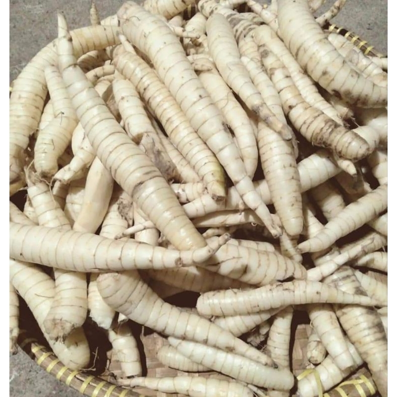 

PROMO umbi Garut/Garut/Umbi/Umbi garut 1kg/Mentah/Irut/sagu/angkik