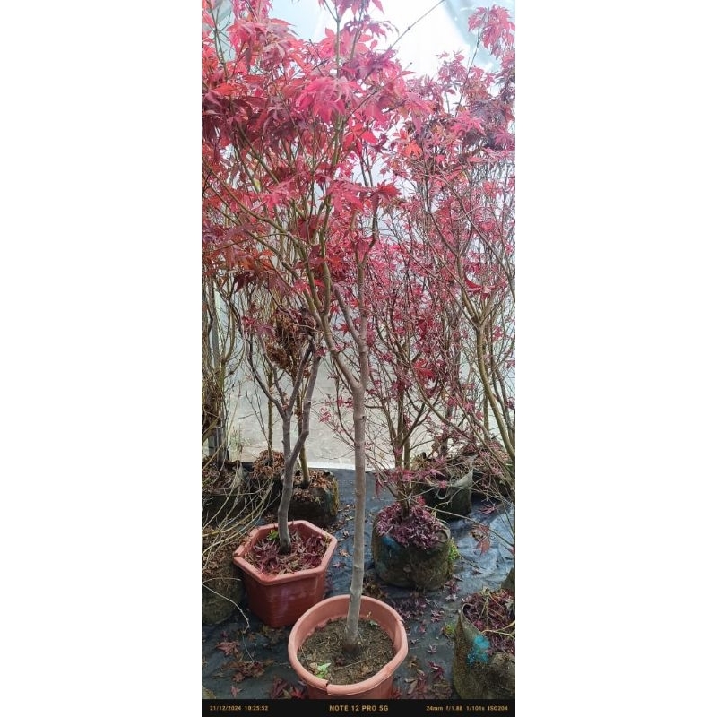 Pohon Japanese Red Maple 150-180cm/ Indukan Red Maple Japanese