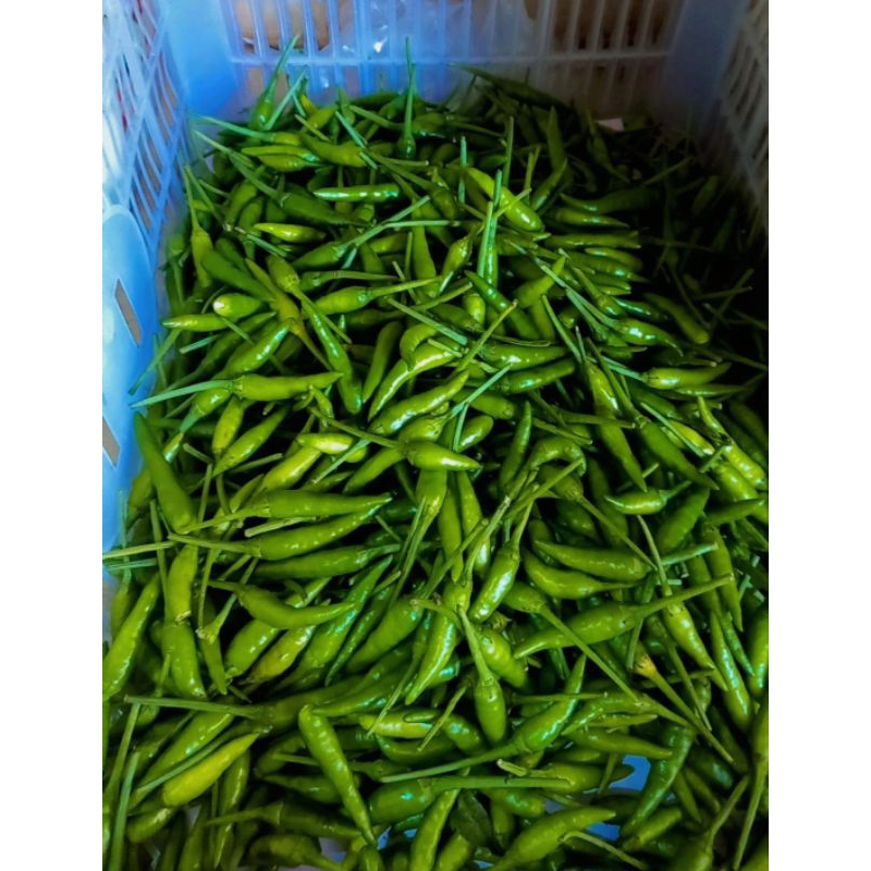 

Cabe rawit ijo