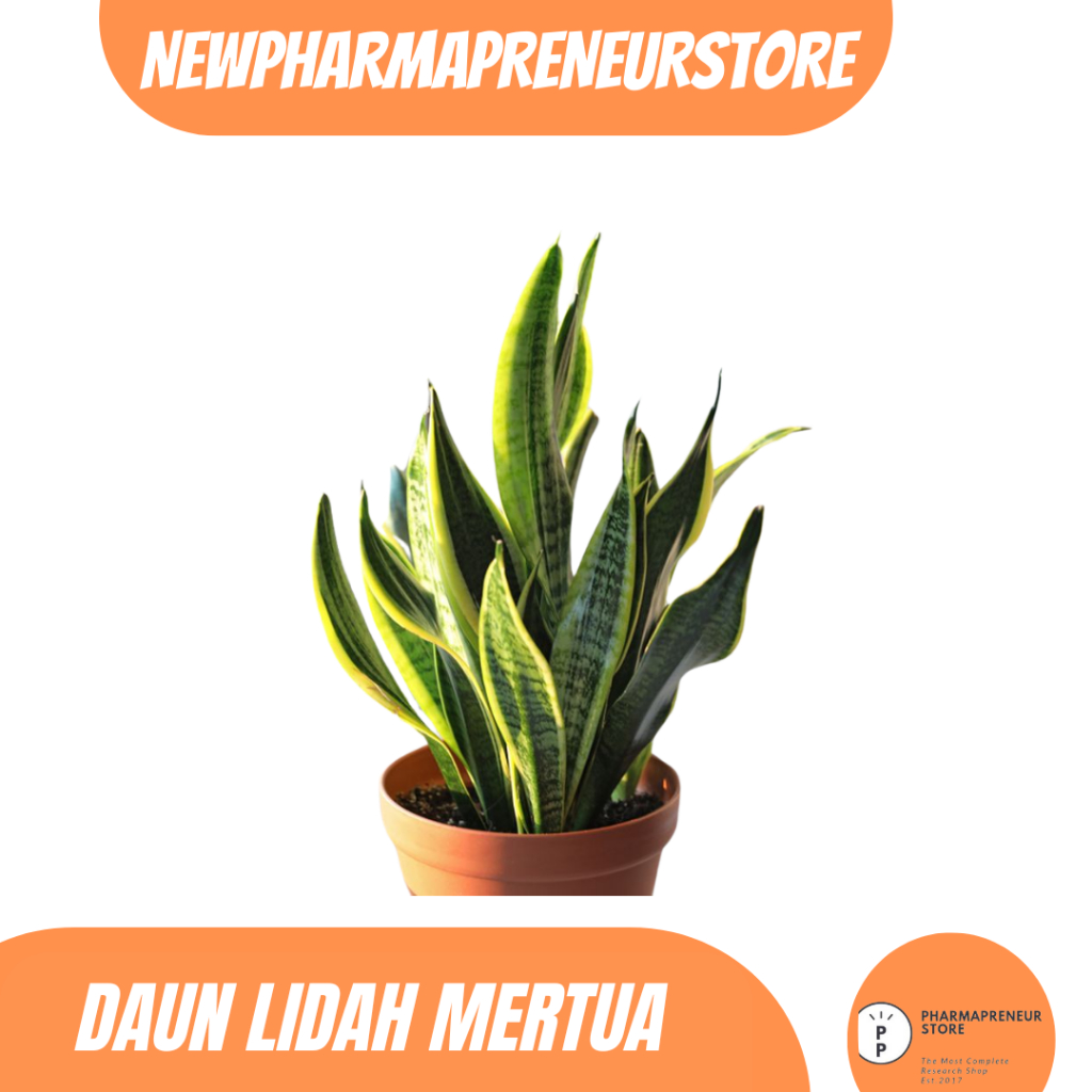 

DRIED SERBUK DAUN LIDAH MERTUA BEST QUALITY