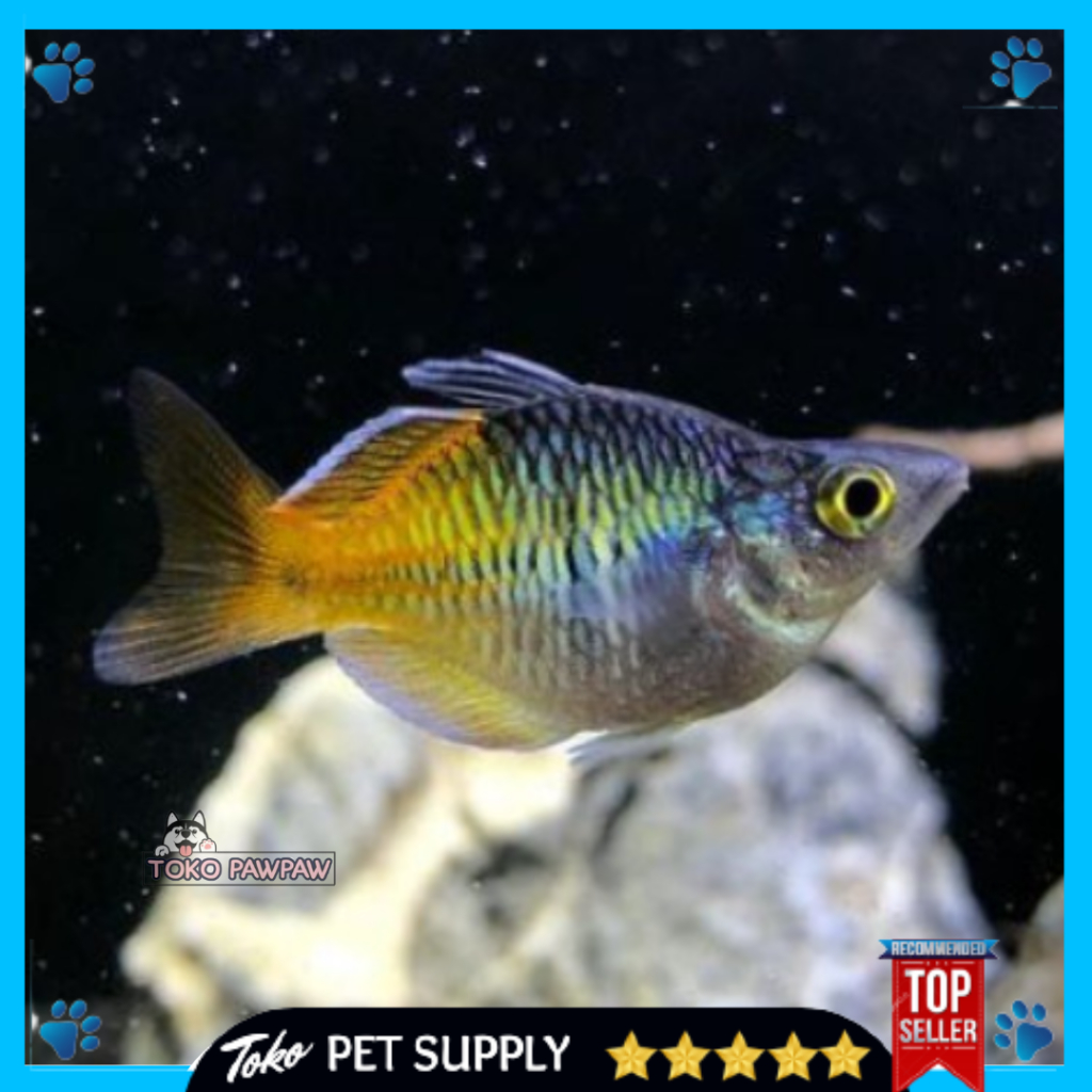 Ikan Hias Ballon Bosemani Rainbow Aquarium Per Ekor