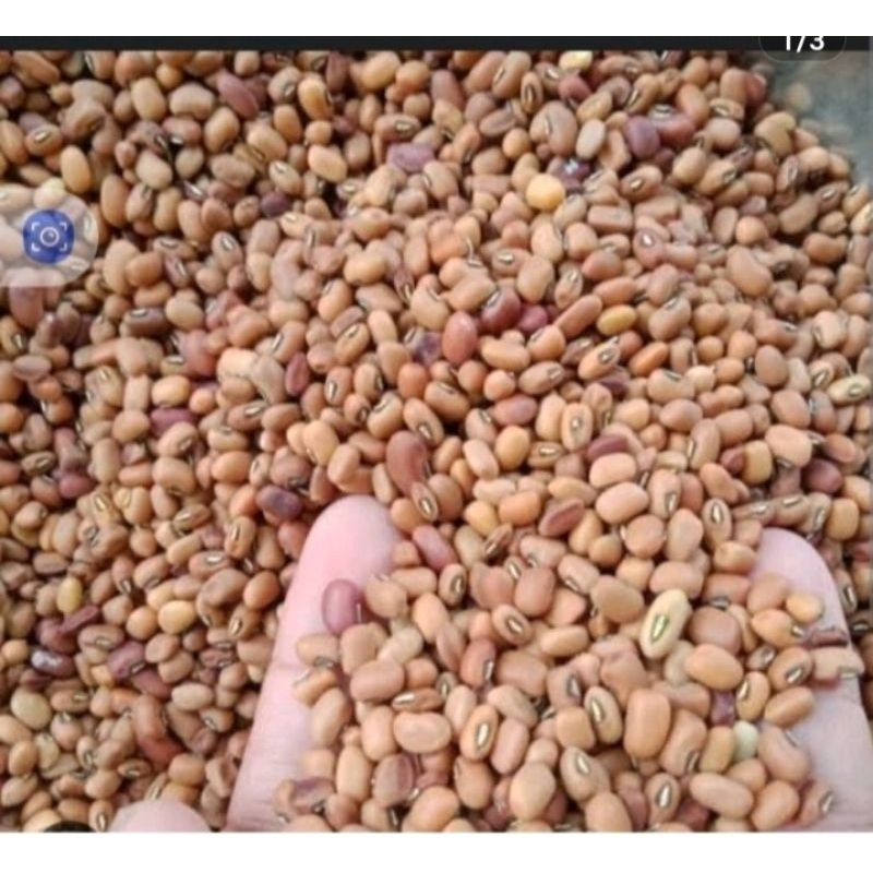 

kacang tunggak / kacang tolo kwalitas super