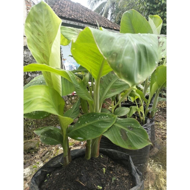 bibit pisang raja sajen