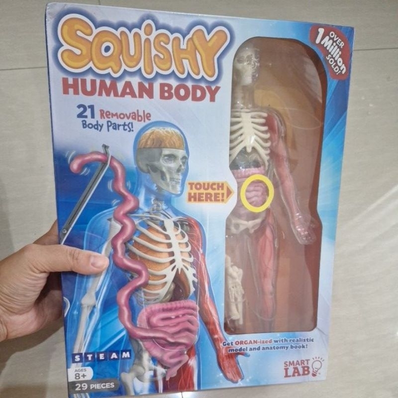 

Squishy Human body