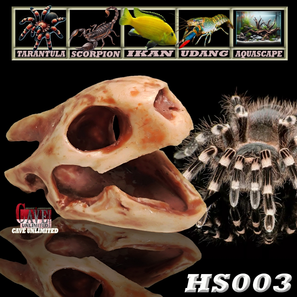 HS003 HIDINGCAVE SKULL TENGKORAK KEPALA TORTOISE KERANGKA FOSIL TEMPAT SEMBUNYI TARANTULA P METALLIC