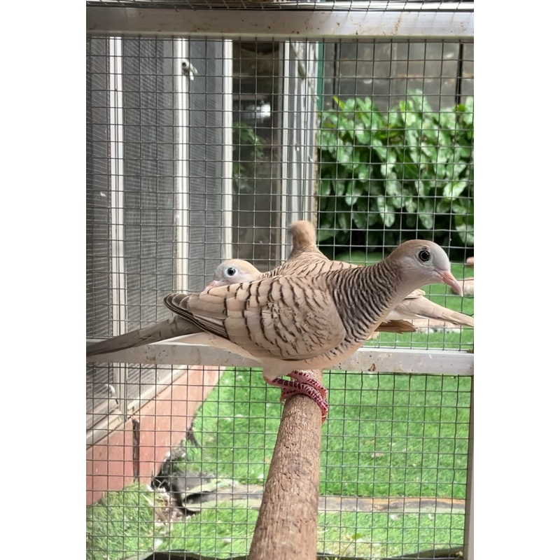 Perkutut silver gacor perkutut lokal warna