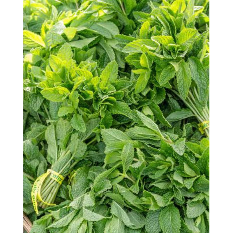 

daun mint
