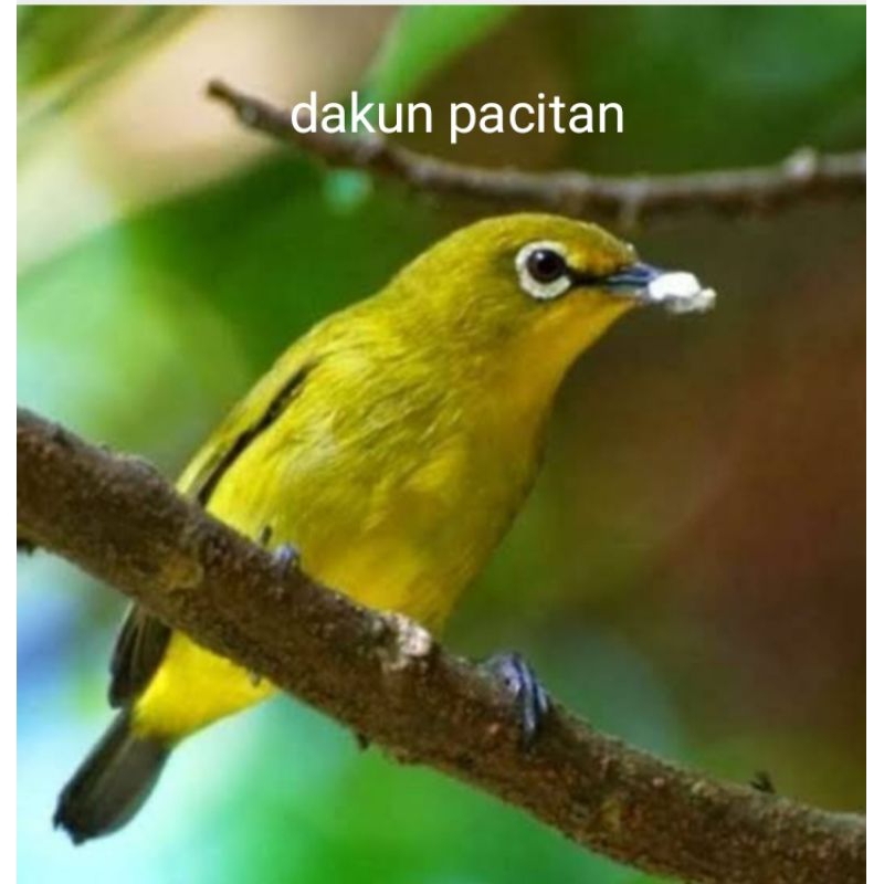 Dakun Pacitan Kuning/pleci