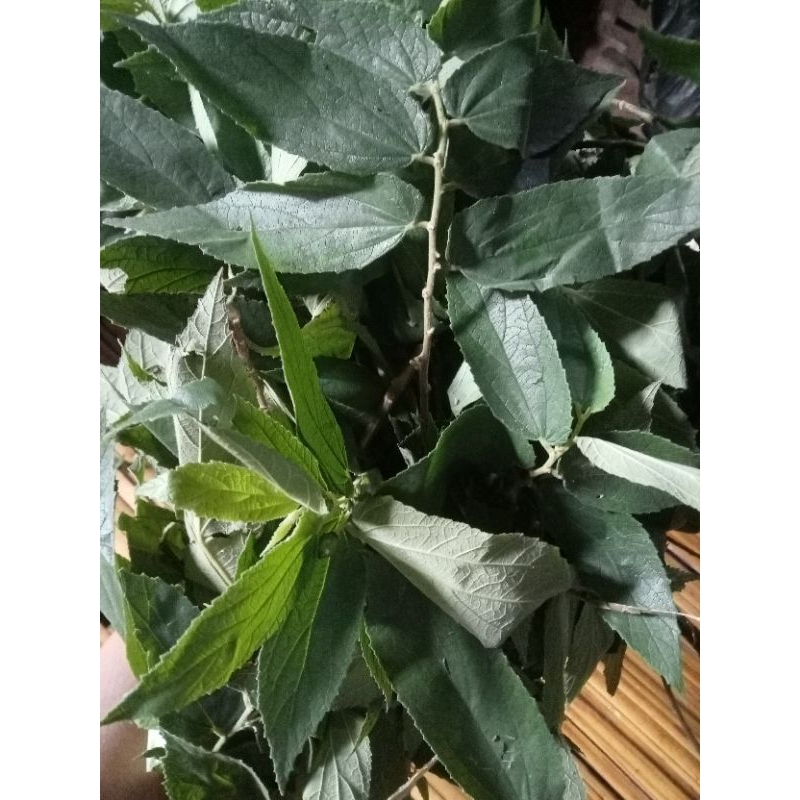 

daun jalentir segar 500 grm