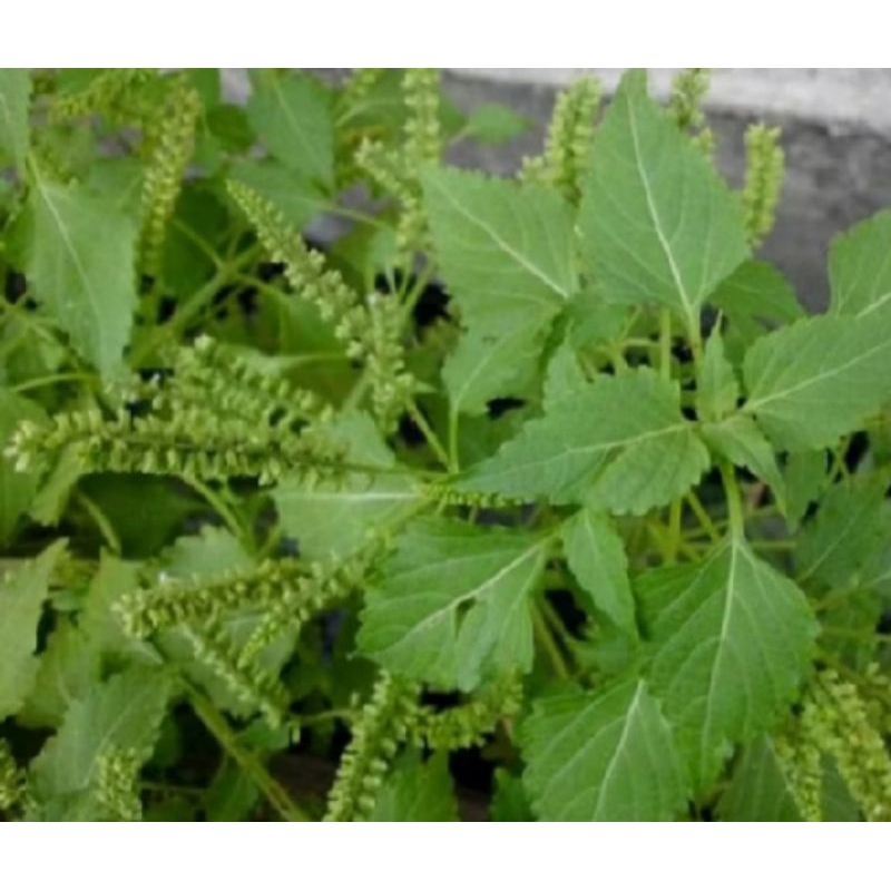 

daun sengketa segar 300 grm