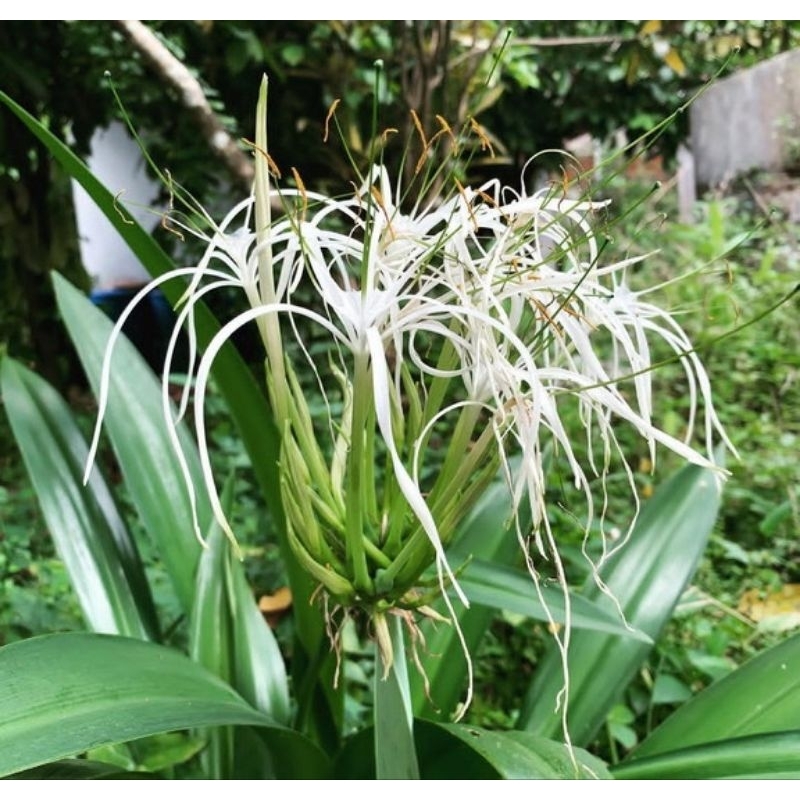 umbi bunga bakung putih