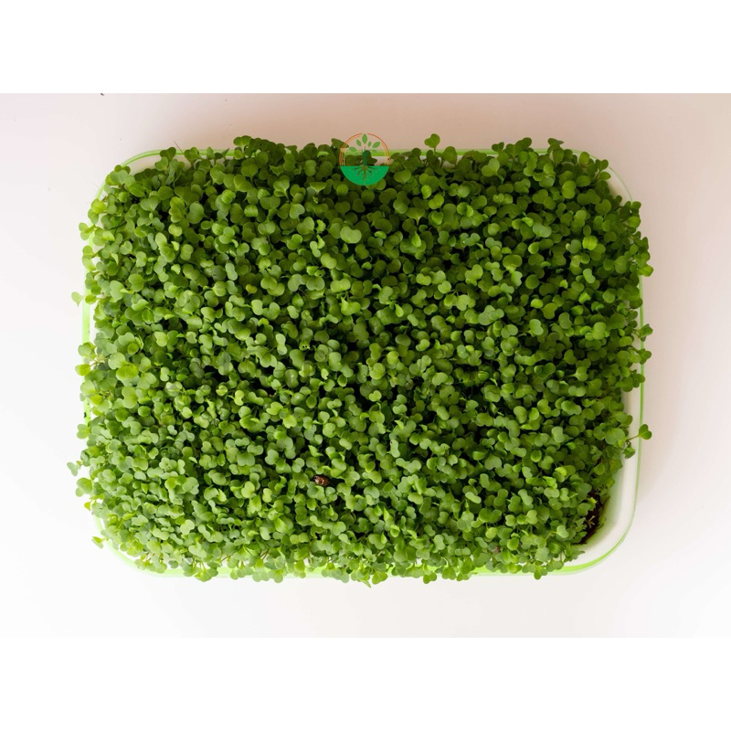 

Microgree Broccoli Akar Wangi