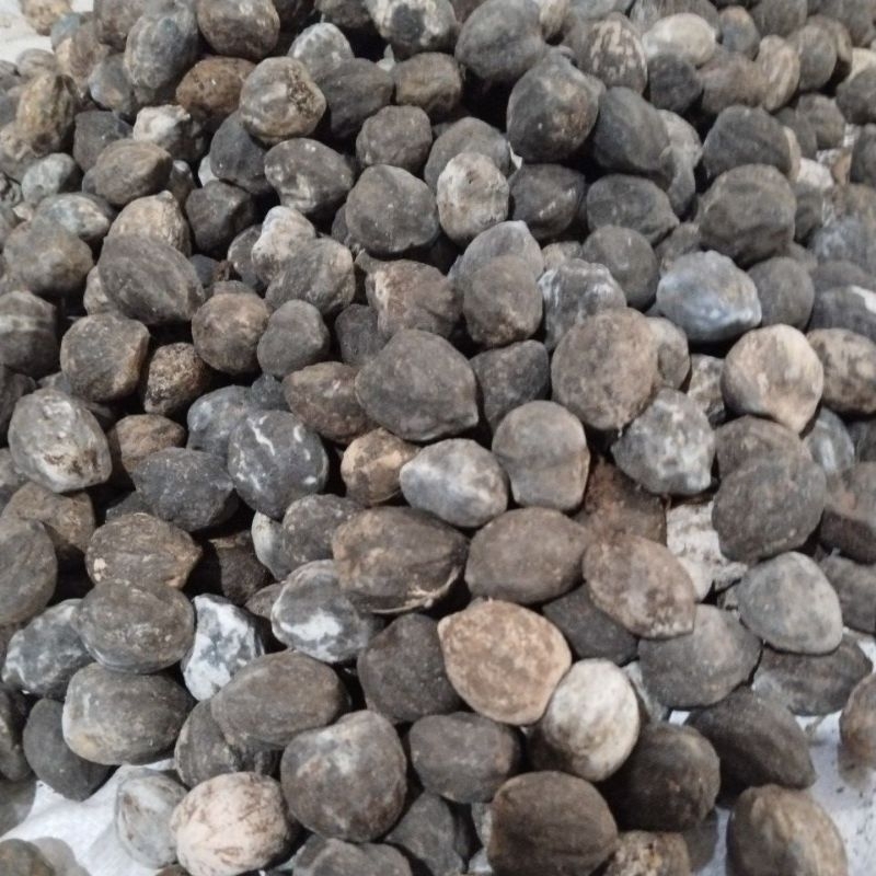 

Kemiri Belum kupas1 kg