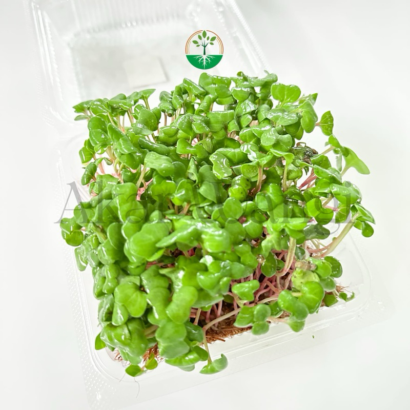 

Microgreen Red Radish Akar Wangi